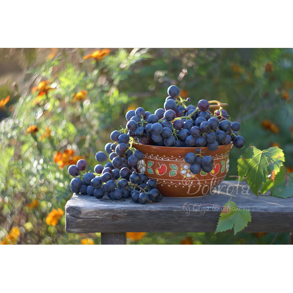 Grapes picture download, fruit still life photography, garden photography, fruit digital photo, grapes photo print