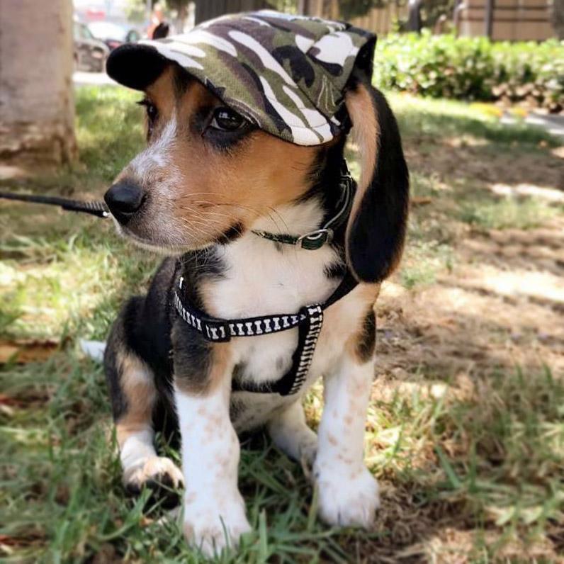 custom made machiko dog hats... adorable!