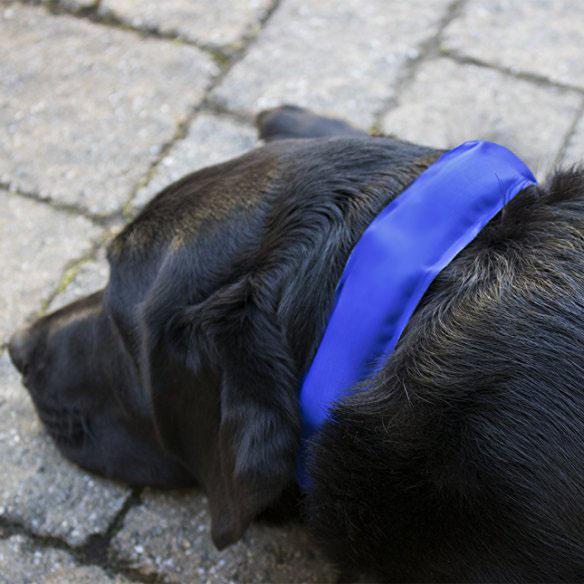 icy collar
