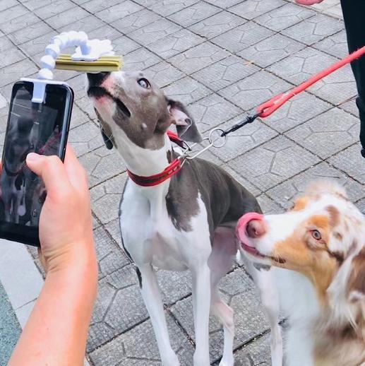 britedoggie pet selfie stick